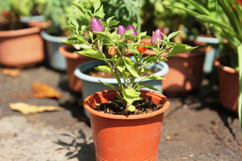 Kiểng nông sản đắt khách ở chợ hoa Tết Sài Gòn ảnh 6